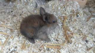 kaninchenbabys in Baden Württemberg   Bad Wildbad  Kleintiere 