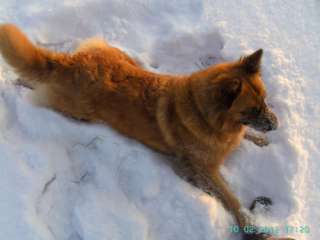 Harzer Fuchswelpen in Thüringen   Wichmar  Hunde & Zubehör   