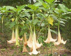   ☼ Peach Brugmansia Angel Trumpet ☼ 1 Gallon ☼ Tree Plant Shrub