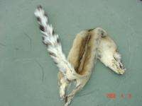 Bassarisk pelt Ringtail animal tanned/dressed skin fur  