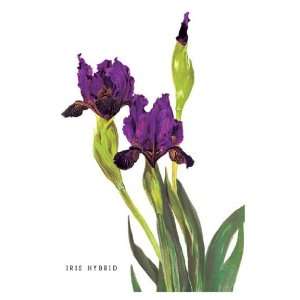  Iris Hybrid 12x18 Giclee on canvas