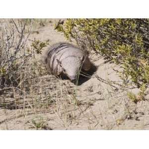  Armadillo, Valdes Peninsula, Patagonia, Argentina, South 