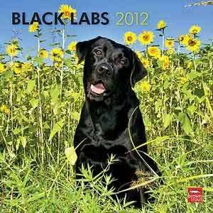  2012 Black Labrador Retrievers Calendar