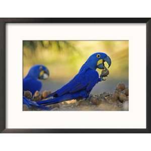 Hyacinth Macaws, Parrots Eating Brazil Nuts, Brazil Art 