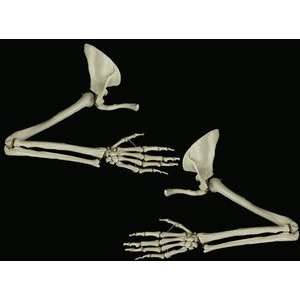  Set of 2 Bucky Arms with Hands   Left and Right Sports 