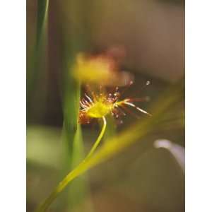  Delicate Yellow Gold and Lime Green Carnivorous Sundew Plant 
