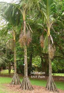LIVE COLORFUL Seychelles Stilt RARE PALM Tree HUGE LEAF  
