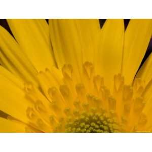 Closeup of a Yellow Chrysanthemum Flower, Lexington, Massachusetts 