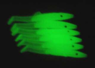 pcs Glow in Dark Soft Fish Swimbaits Lures 3 Fishing Trout Bass NEW 