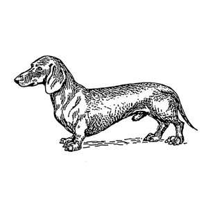  25 inch (58mm) Round Pin Badge Line Drawing Dachshund