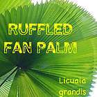 Ruffled Fan Palm EXOTIC Licuala grandis Vanuatu LIVE BIG Plant Gal 