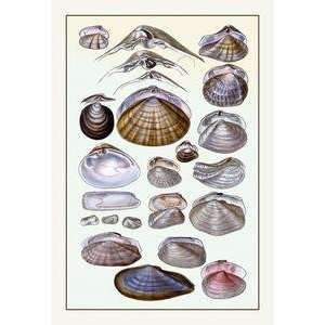  Vintage Art Shells Dimyaria #1   11712 5