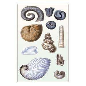  Vintage Art Shells Ammonacea   11729 x