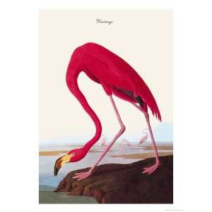   Giclee Poster Print by John James Audubon, 36x48