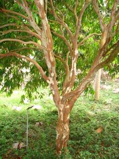   JABOTICABA TREE LIVE RARE FRUIT Tree Seedling Myrciaria vexator  