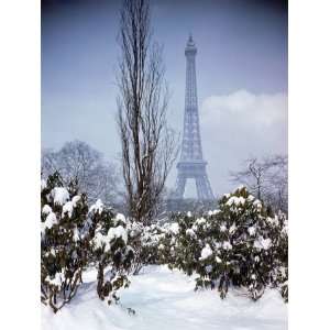  Snow Capped Plants in Front of Eiffel Tower Photographic 