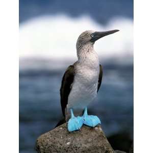  Blue Footed Booby, Galapagos Islands, Ecuador Premium 