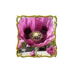   Poppy Ballerina Mix Bulk Wildflower Seeds Patio, Lawn & Garden