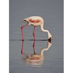  Lesser Flamingo, Lake Nakuru National Park, Kenya, East 