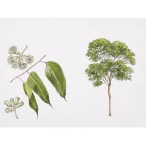 Swamp Mahogany (Eucalyptus Robusta) Plant with Flower, Leaf and Fruit 