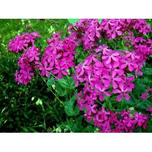  30 Catchfly Flower Seeds 