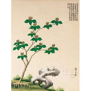  Flowering Chinese Tree IV   Poster (16x20)