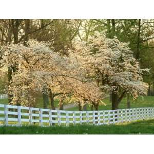  Dogwood Trees at Sunset Along Fence, Kentucky Photographic 