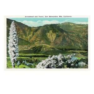  California   View of Flowering Yucca and the Arrowhead in 