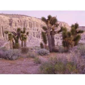  Joshua Trees, Mojave Yucca, Just Before Dawn, California 