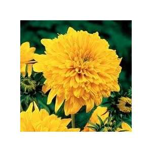  Sungold Tall Sunflower Seed   By The Pound Patio, Lawn & Garden