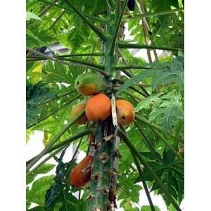    Papaya 10 Seeds/Seed   Carica papaya   Fruit Patio, Lawn & Garden