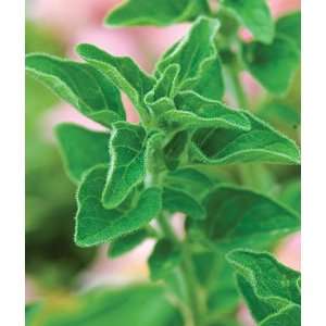  Oregano, Greek Organic 1 Pkt. (700 Seeds) Patio, Lawn 