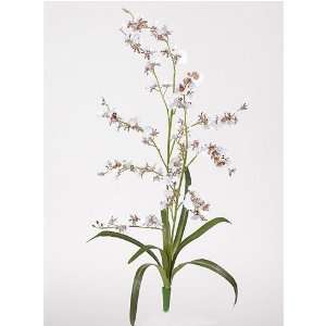  C. Alan 2009 WH Dancing Lady Silk Orchid Flower  6 Stems 