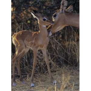  Impala Mother Grooming Her Young, Aepyceros Melampus 