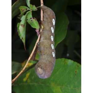  Pandora Sphinx Moth Caterpillar Feeds on Virgina Creeper 