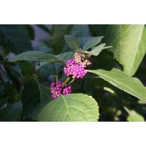   .var. Gir. Profusion   Profusion Beautyberry Patio, Lawn & Garden