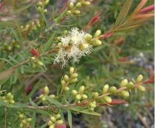 Melaleuca alternifolia   Medicinal Tea Tree   250 Seed  