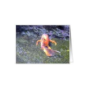  Encouragement You Can Do It  Koi Fish Swimming in Pond 