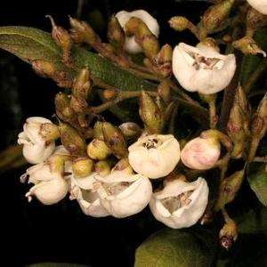 10 Bowkeria cymosa Tree Seeds – South African Tree  