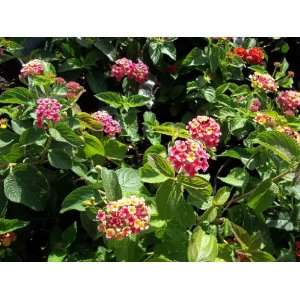   Confetti Light Pink Lantana 1 Gallon Live Plant Patio, Lawn & Garden