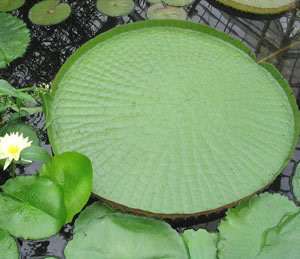 Victoria ica/Giant Water Lily/Lotus/6 seeds/  