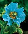HIMALAYAN BLUE POPPY 25 SEEDS THE WORLDS MOST BEAUTIFUL