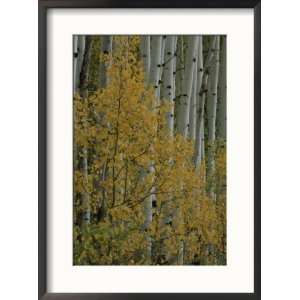  A close view of quaking aspen trees growing along the 