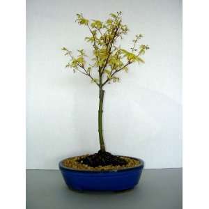   TURNING TO RED MAPLE BONSAI TREE  Grocery & Gourmet Food
