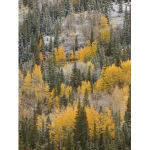  Autumn Brings a Color Change to Groves of Aspen on Red Mountain 