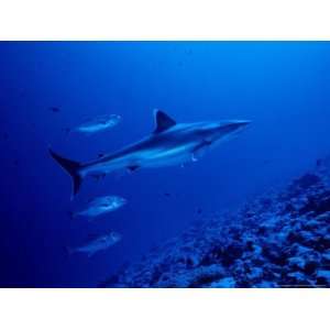  Silvertip Shark, with Caranx, Polynesia Photographic 