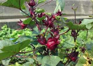   /Jamaica (Hibiscus sabdariffa) Medical Plant Herbal remedies  