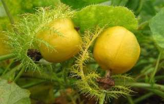 The stems are thin and wiry, covered with minute sticky yellow 