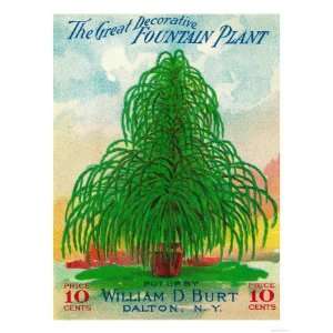 Fountain Plant Seed Packet Premium Poster Print, 12x16  